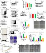 Moesin Antibody in Western Blot (WB)