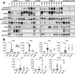 DOG-1 Antibody in Western Blot (WB)