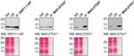 CHCHD10 Antibody in Western Blot, Immunoprecipitation (WB, IP)