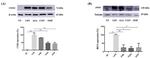 iNOS Antibody in Western Blot (WB)