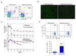 CD8a Antibody in Flow Cytometry (Flow)