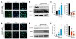 Nucleolin Antibody in Western Blot (WB)