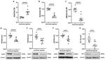 HO-1 Antibody in Western Blot (WB)