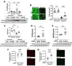 PLAC8 Antibody in Western Blot (WB)