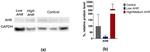 AHR Antibody in Western Blot (WB)