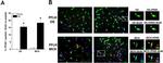 PPAR delta Antibody in Immunohistochemistry (Frozen) (IHC (F))