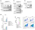 GRHL2 Antibody in Western Blot (WB)