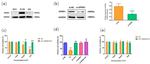 GPR30 Antibody in Western Blot (WB)