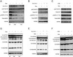 SLC7A11 Antibody in Western Blot (WB)