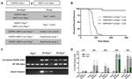 CD117 (c-Kit) Antibody in Flow Cytometry (Flow)