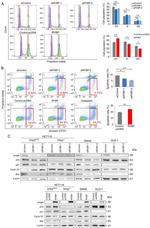 Cyclin D1 Antibody in Western Blot (WB)