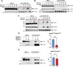 TIRAP Antibody in Western Blot (WB)