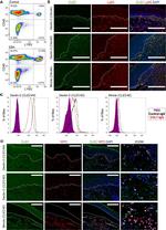 CLEC4D Antibody in Flow Cytometry (Flow)