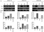 TSG101 Antibody in Western Blot (WB)