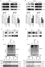 USP35 Antibody in Western Blot, Immunoprecipitation (WB, IP)