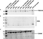 Calnexin Antibody in Western Blot (WB)