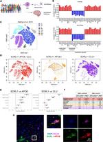 APOE Antibody in Immunohistochemistry (Paraffin) (IHC (P))