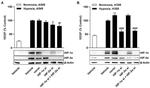 HIF1A Antibody in Western Blot (WB)