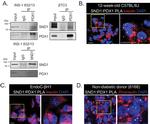 SND1 Antibody in Western Blot, Immunoprecipitation (WB, IP)