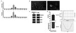 CD81 Antibody in Western Blot (WB)