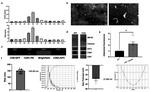 CD81 Antibody in Western Blot (WB)