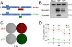 Vinculin Antibody in Western Blot (WB)