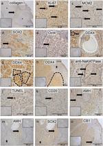 SOX2 Antibody in Immunohistochemistry (Paraffin) (IHC (P))