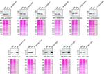 SOD1 Antibody in Western Blot, Immunoprecipitation (WB, IP)