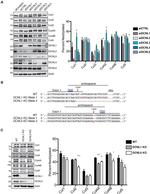 Cullin 1 Antibody in Western Blot (WB)