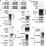 TRIM28 Antibody in Western Blot (WB)