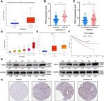 KIFC2 Antibody in Immunohistochemistry (Paraffin) (IHC (P))