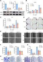 KIFC2 Antibody in Western Blot (WB)