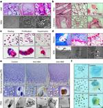 HBB Antibody in Immunohistochemistry (Paraffin) (IHC (P))