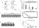 CD24 Antibody