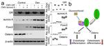 Glucocorticoid Receptor Antibody in Western Blot (WB)