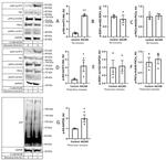 SGK1 Antibody in Western Blot (WB)