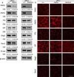 Desmocollin 2/3 Antibody in Western Blot (WB)