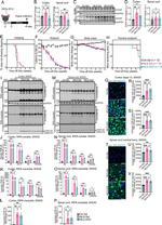 CHOP Antibody in Western Blot (WB)