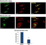 MCP-1 Antibody in Western Blot (WB)