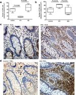 TNF alpha Antibody in Immunohistochemistry (IHC)