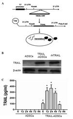 TRAIL (soluble) Antibody in Western Blot (WB)