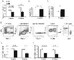 TCR beta Antibody in Flow Cytometry (Flow)