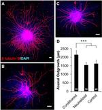 BDNF Antibody in Neutralization (Neu)