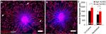 BDNF Antibody in Neutralization (Neu)