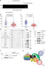 RPA2 Antibody in Western Blot (WB)