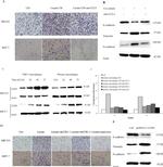 CCL5 (RANTES) Antibody in Neutralization (Neu)