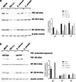 Influenza A NP Antibody in Western Blot (WB)