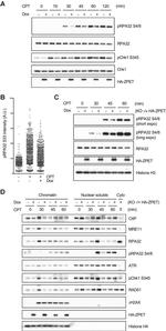 RPA2 Antibody in Western Blot (WB)