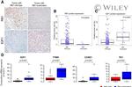 E2F1 Antibody in Immunohistochemistry (Paraffin) (IHC (P))