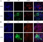 Influenza A M2 Antibody in Immunocytochemistry (ICC/IF)